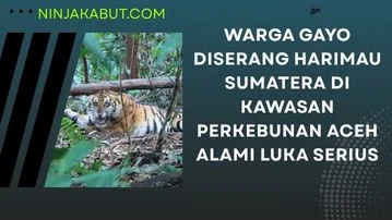 Warga Gayo Diserang Harimau Sumatera Di Kawasan Perkebunan Aceh Alami Luka Serius