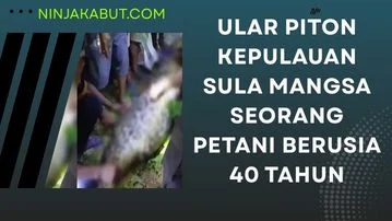 Ular Piton Kepulauan Sula Mangsa Seorang Petani Berusia 40 Tahun